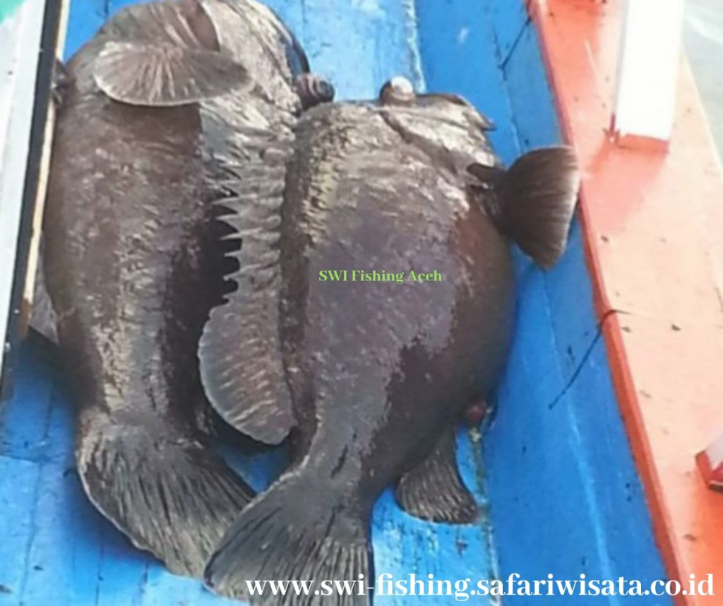 pesca
