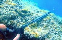 pesca subacquea in Alor