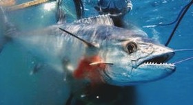 Pesca in Apnea in Bali
