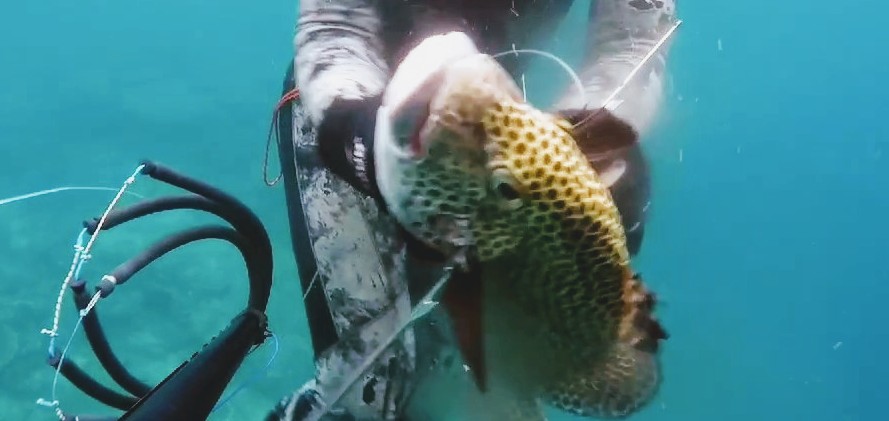 Pesca in Apnea in Molucche